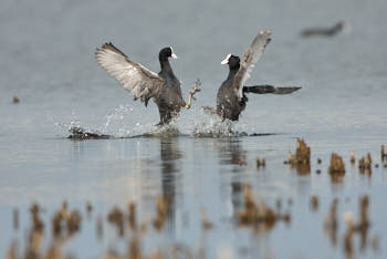 Faune des marais<br>NIKON D200, 700 mm, 400 ISO,  1/1250 sec,  f : 7.1 